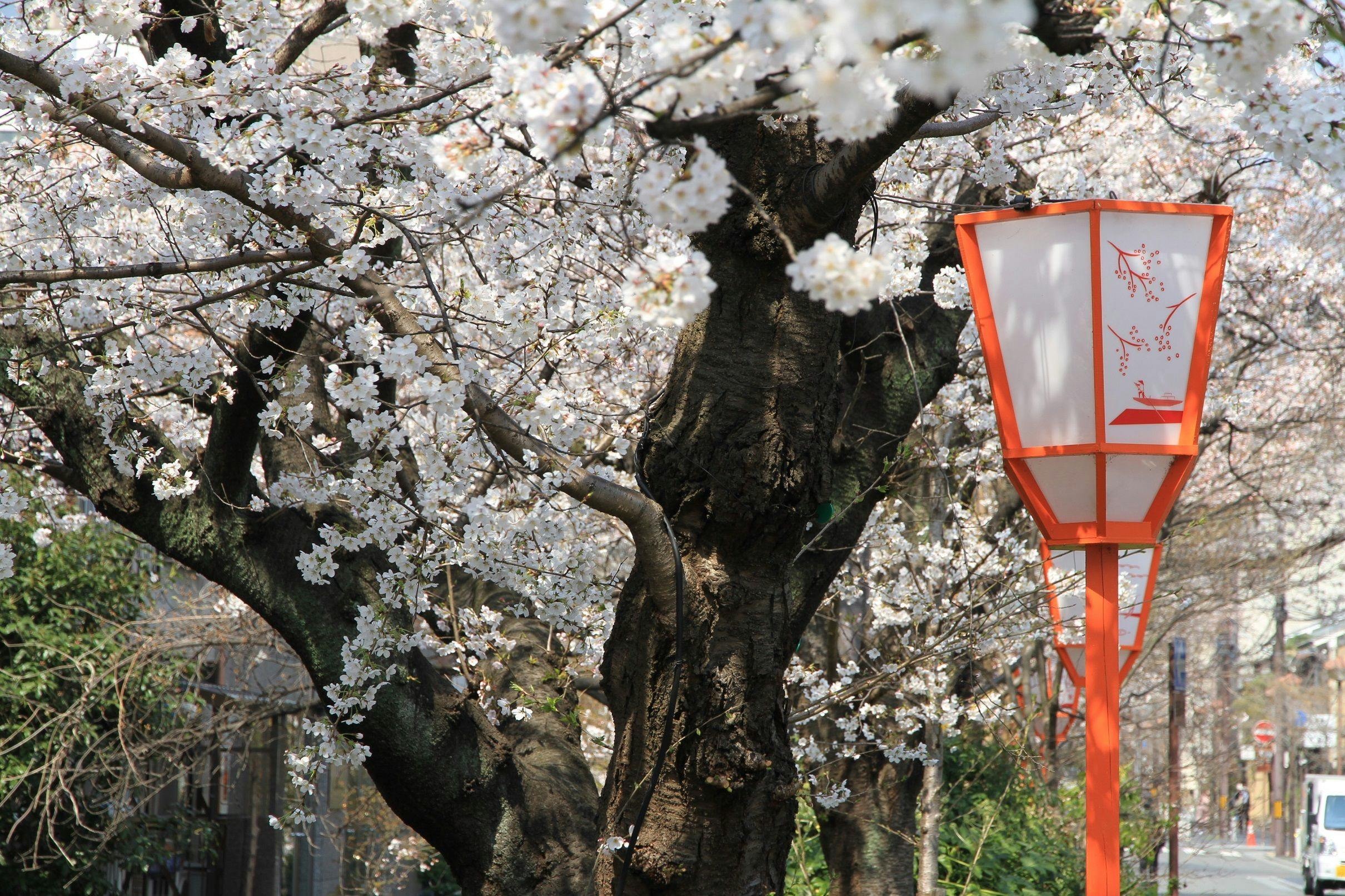 前面道路（桜）