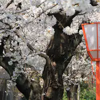 Jalan di hadapan (Sakura)