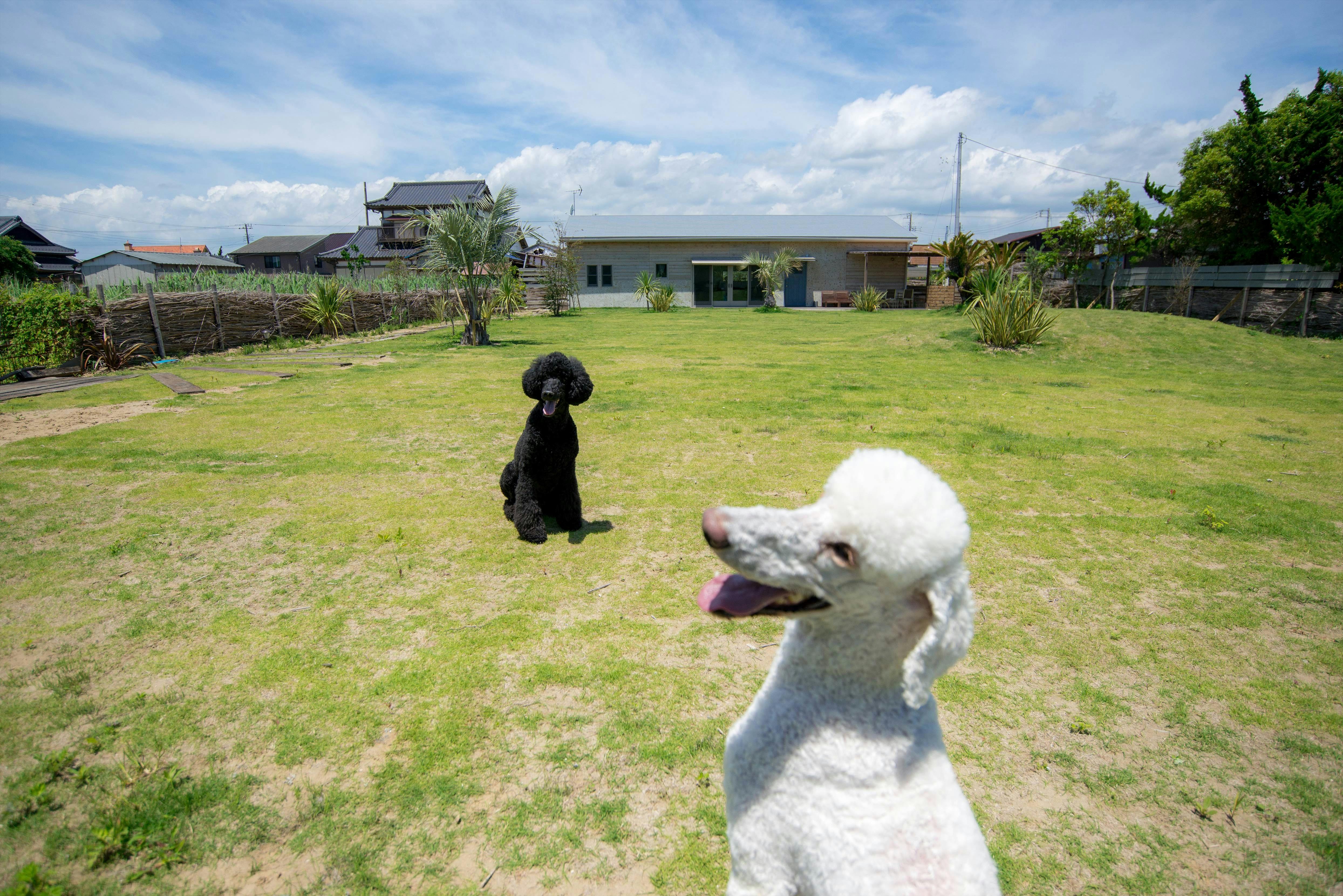 ドッグコテージ海の音