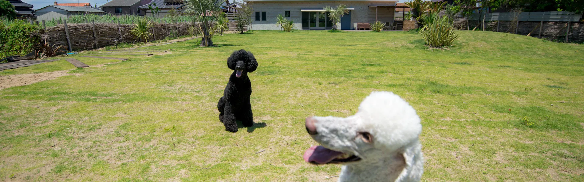 ドッグコテージ海の音