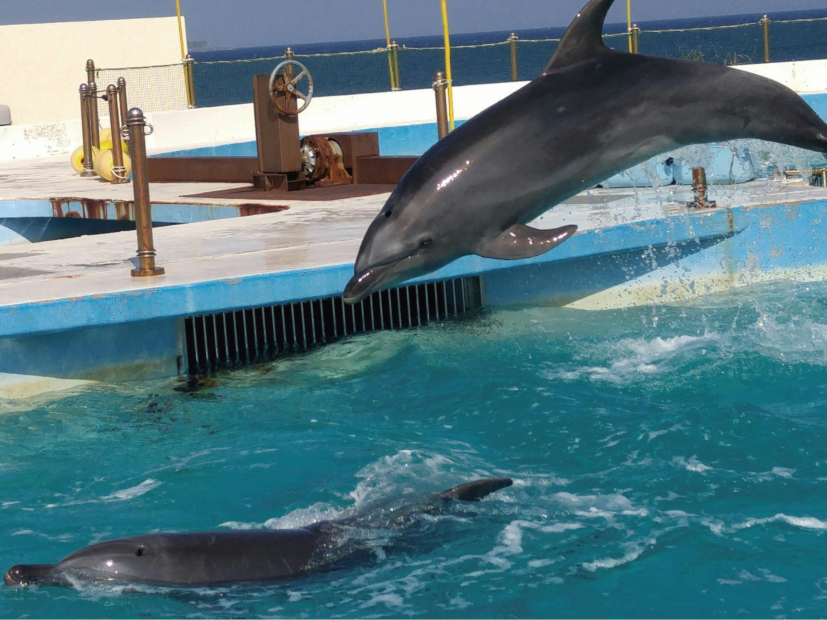 การแสดงของโอกิจัง