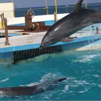 การแสดงของโอกิจัง