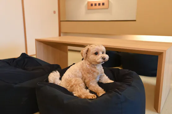 Ini adalah kondominium tempat Anda dapat tinggal bersama anjing kesayangan Anda.