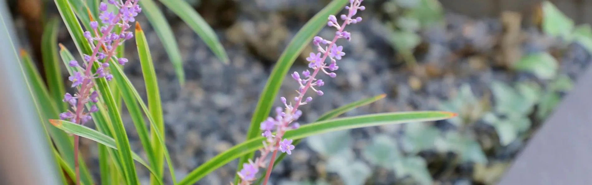京のおおぞら 風華