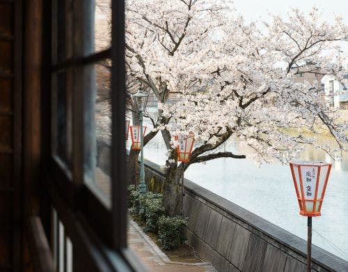 縁側から浅野川の桜を眺める