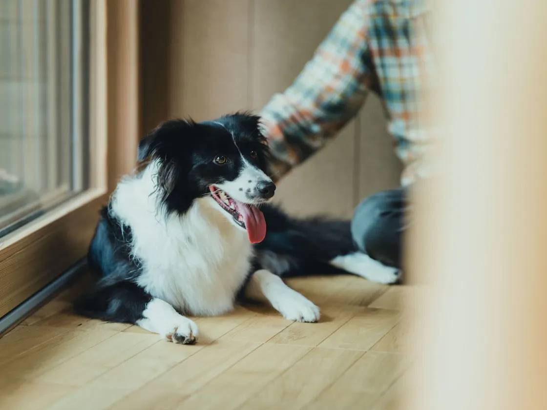 愛犬同伴可
