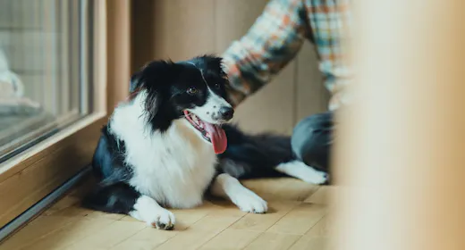愛犬同伴可