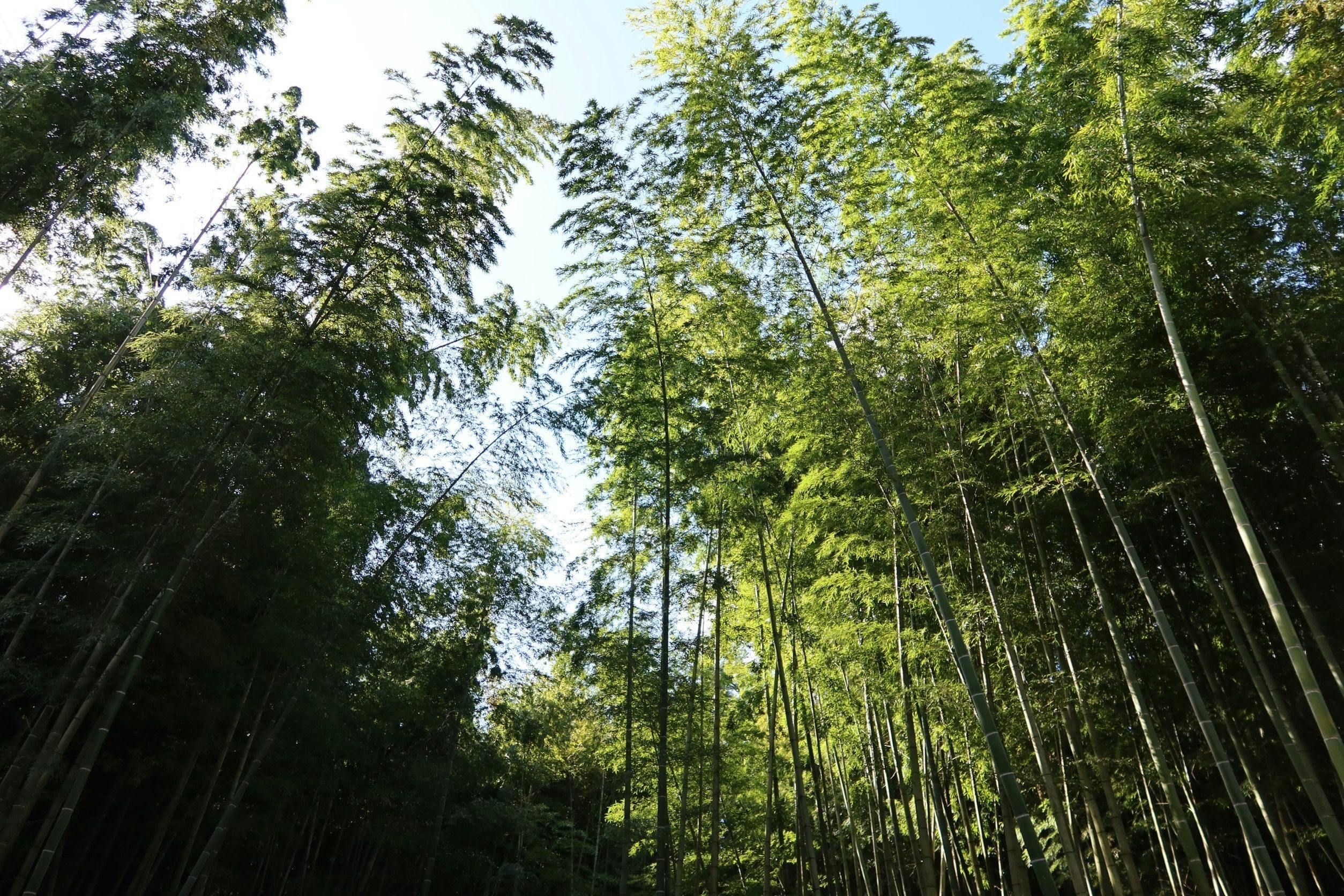 and FOREST勝浦 竹の離れ