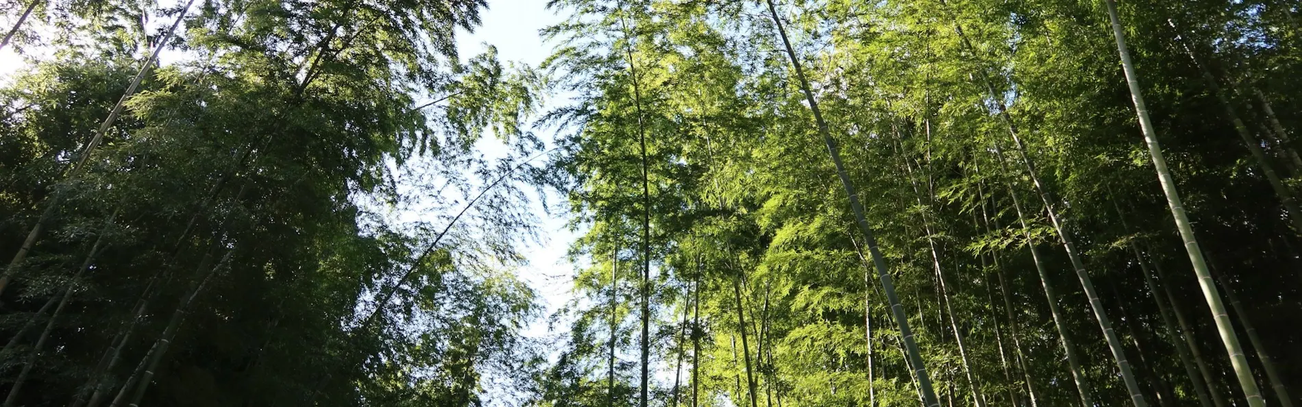 and FOREST勝浦 竹の離れ
