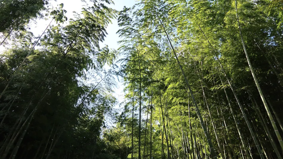 and FOREST Katsuura Take no Hanare