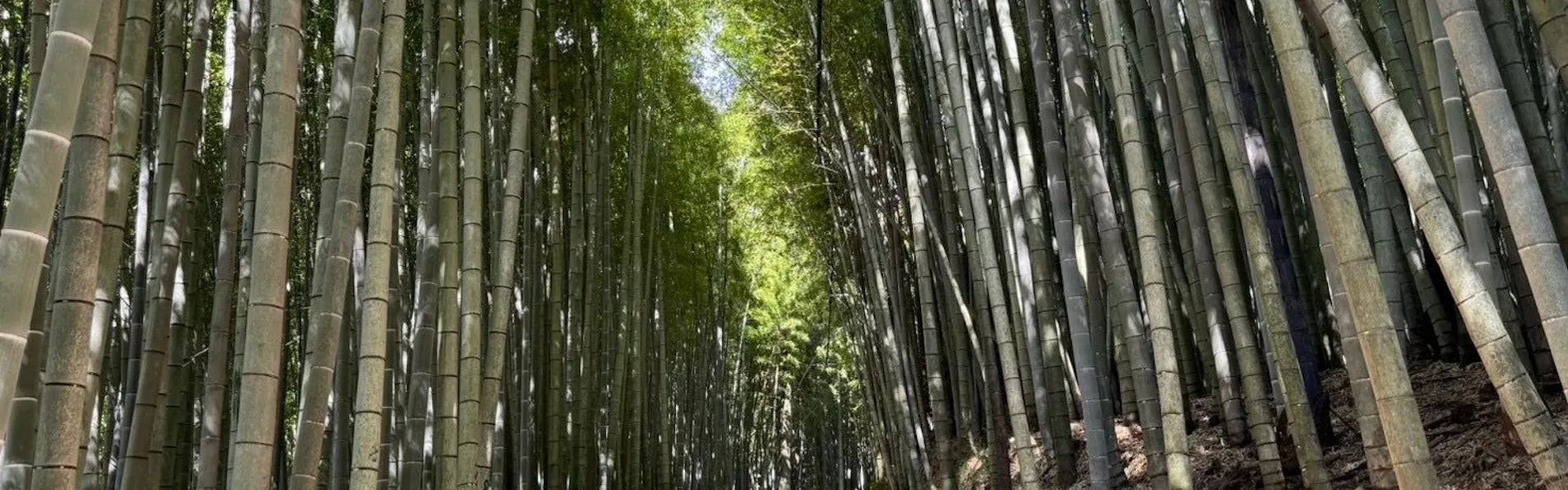 and FOREST勝浦 竹の離れ