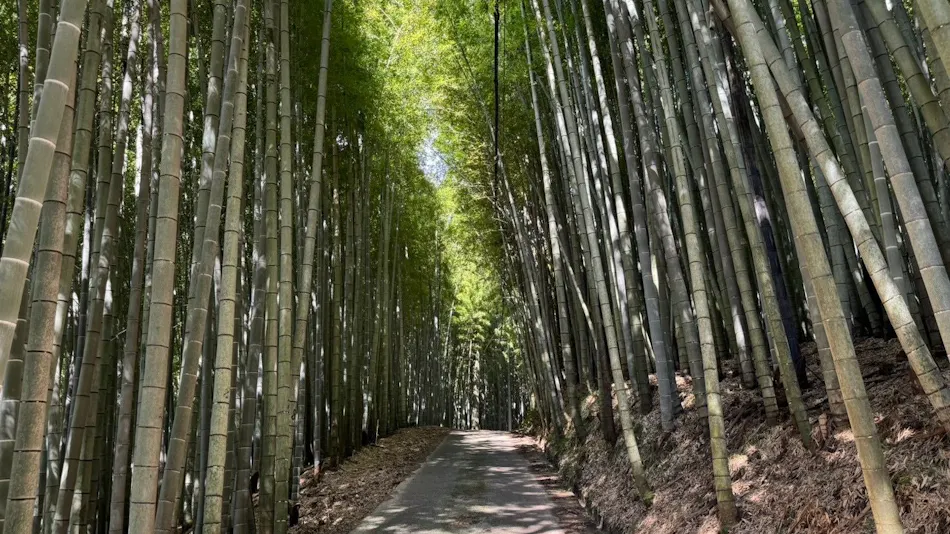 and FOREST Katsuura Take no Hanare
