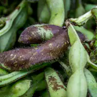 黒枝豆狩り体験