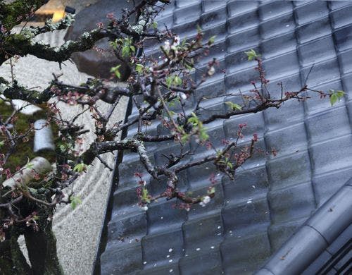 2階から見下ろす、瓦と石庭が織りなす景色