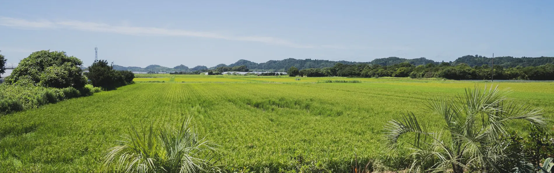 sawah torami