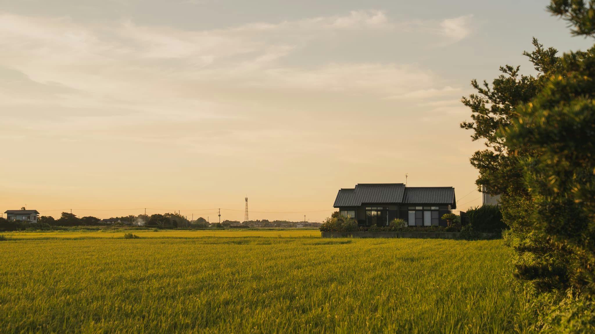 sawah torami