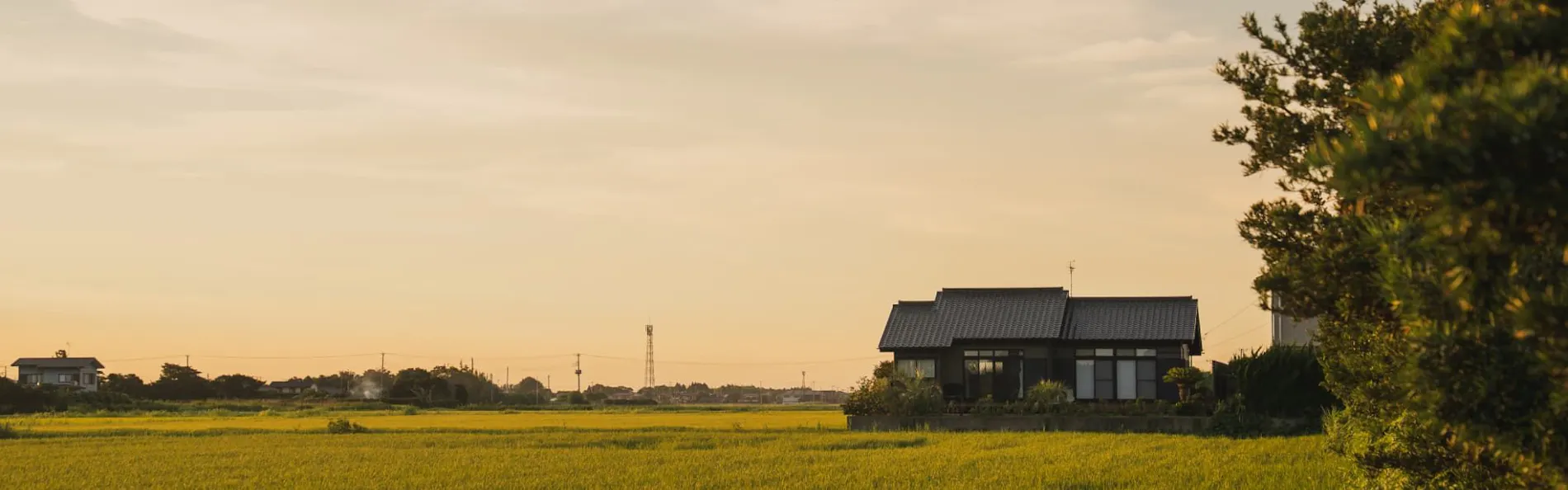 sawah torami