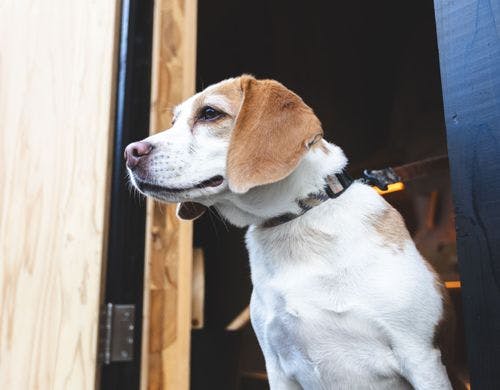 専有エリアペットNGなし