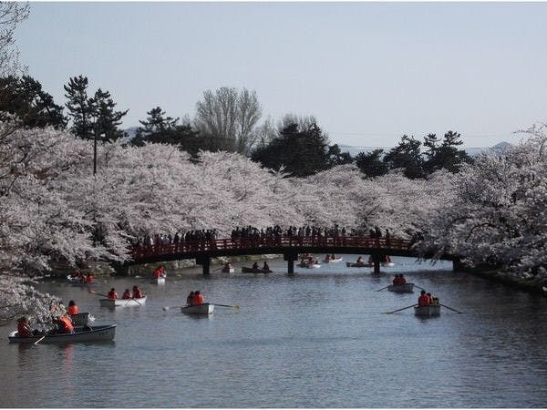 弘前公園内のさくらのトンネル【春陽橋】