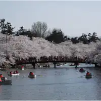 อุโมงค์ซากุระในสวนฮิโรซากิ 【สะพานชุนโย】