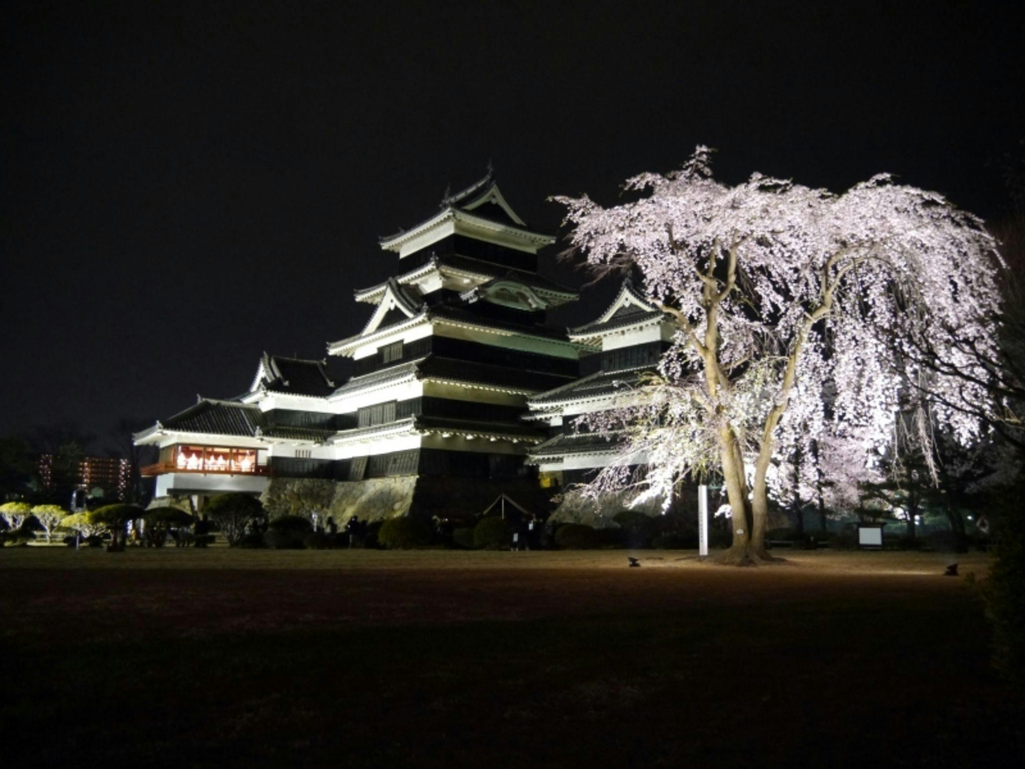 ◆松本城(夜桜)