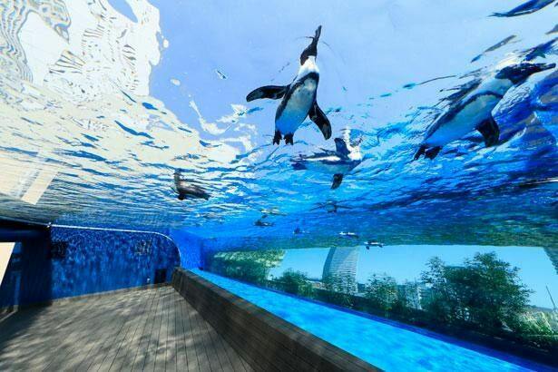 【サンシャイン水族館チケット付】女子旅にもデートにも！池袋観光の定番！＜素泊り＞