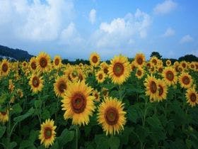 ホテルサンリバー四万十