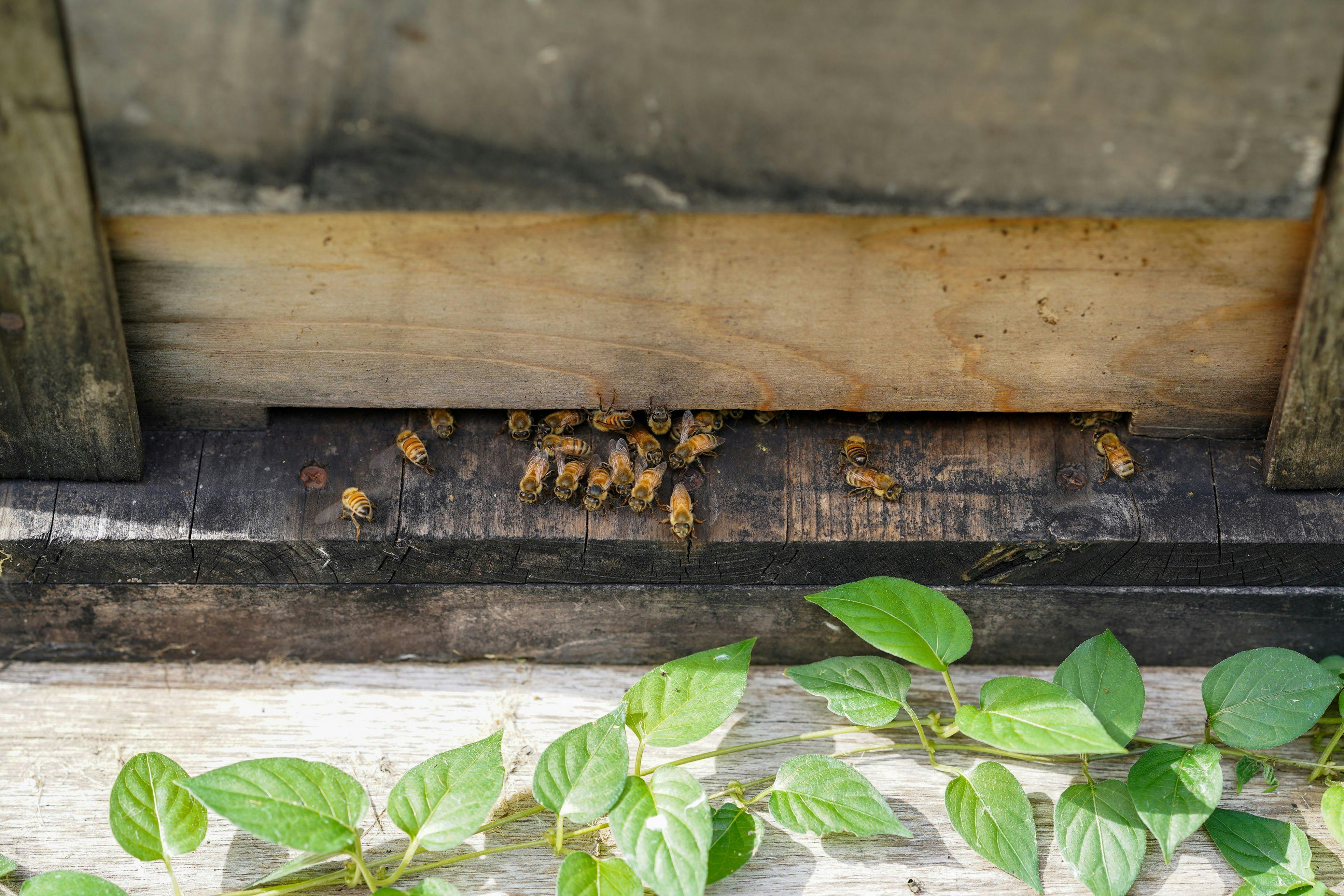 HONEY.Kの京都テロワールハニー販売中
