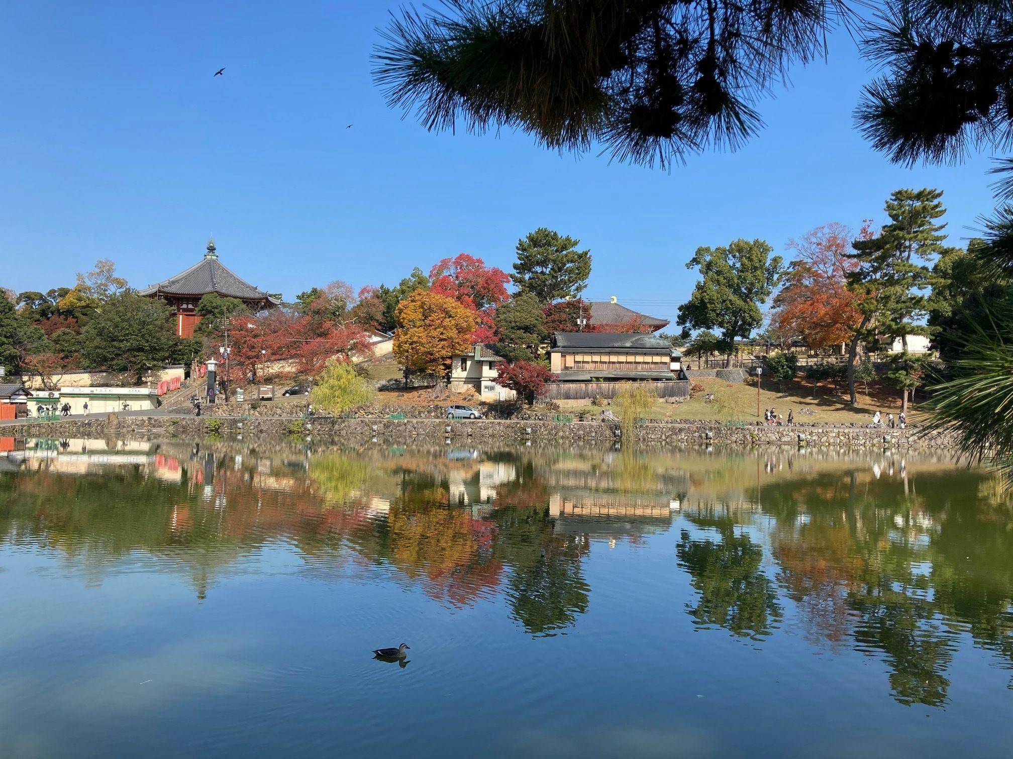 興福寺と猿沢池