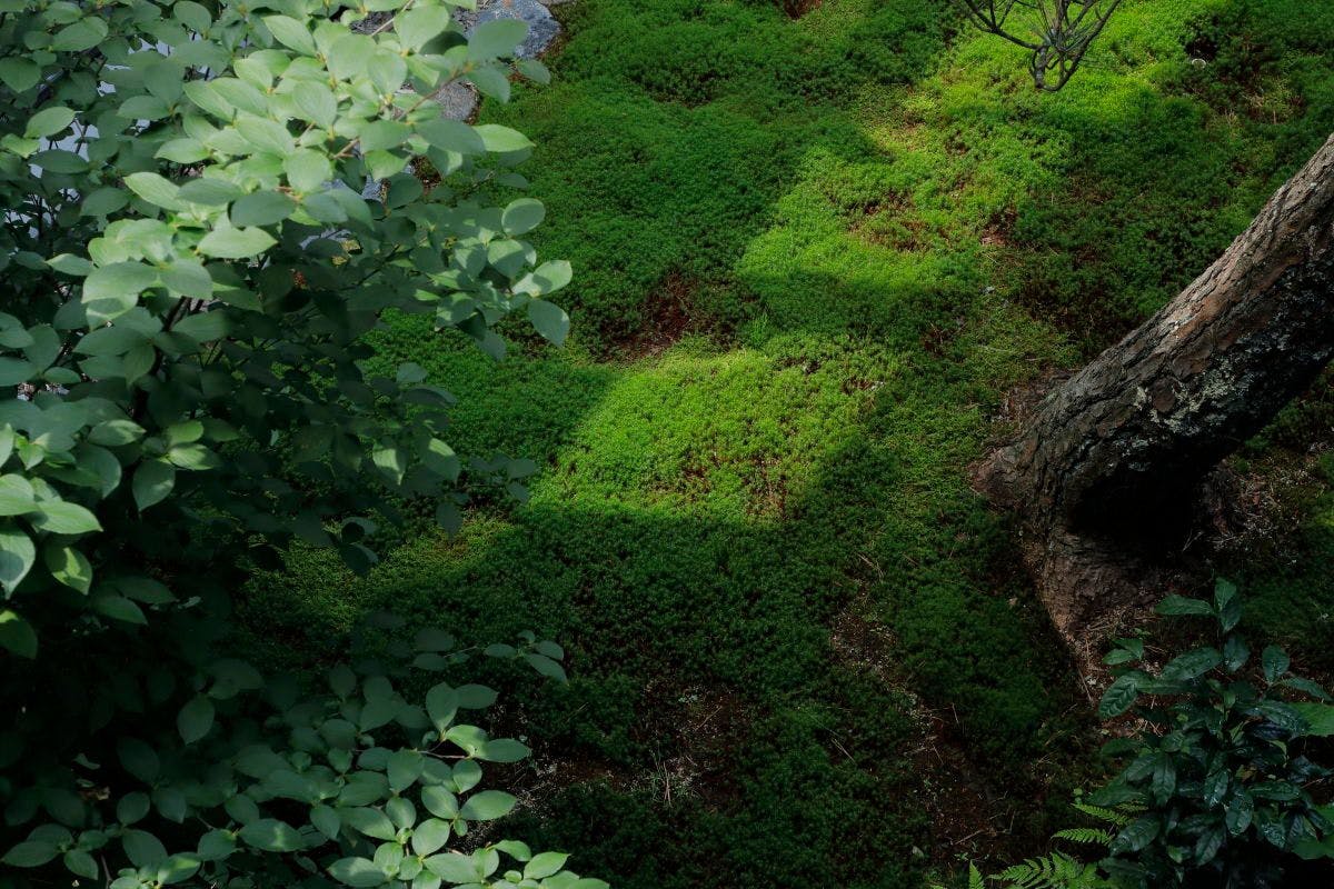 japanese garden　／　窟