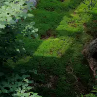 japanese garden / 窟