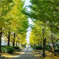 ถนนเมจิซะ