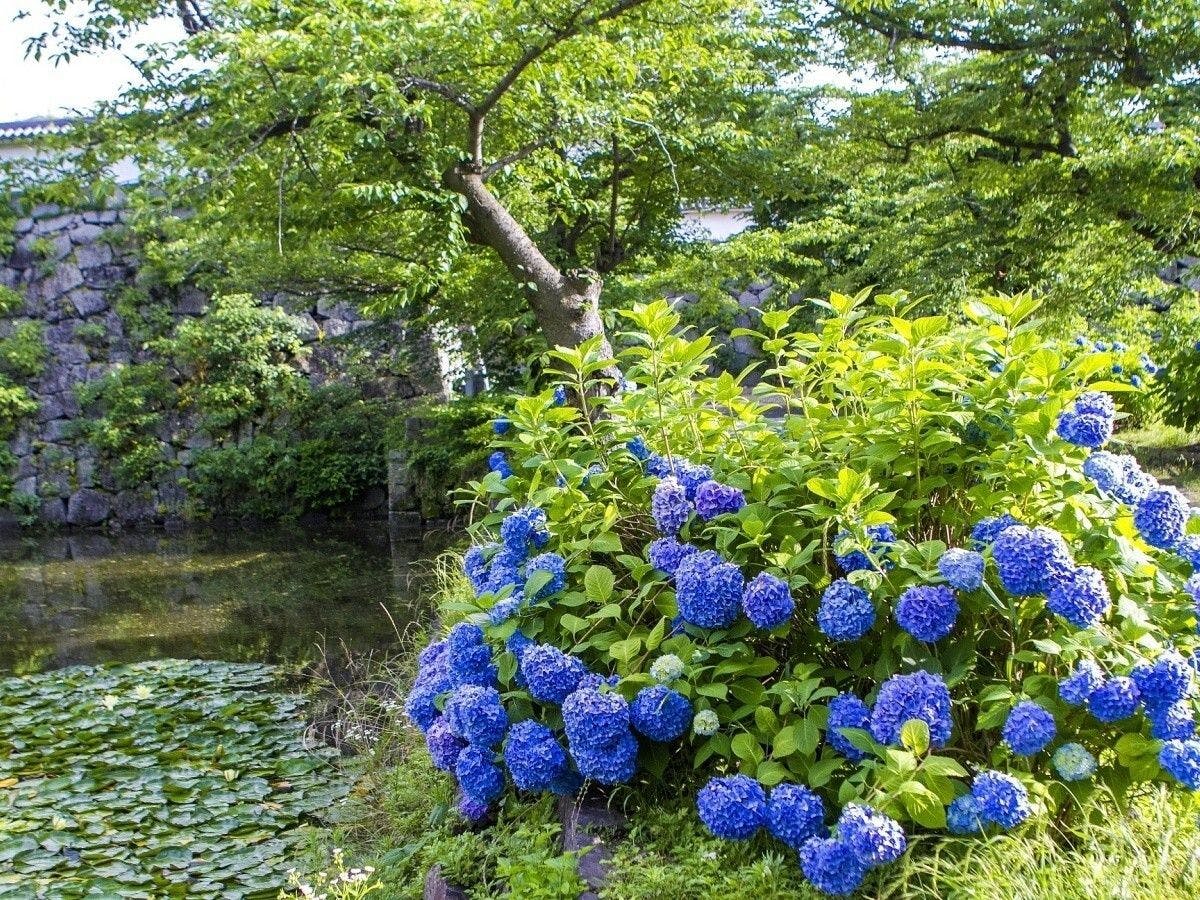 【周辺観光/舞鶴公園（夏）】