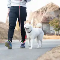 สิ่งอำนวยความสะดวกเหมาะสำหรับการเดินเล่น