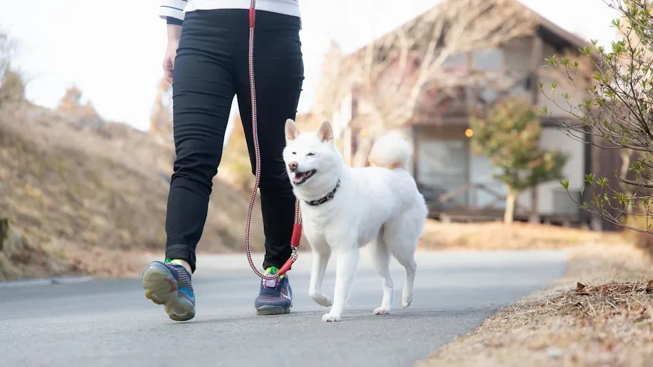 Hanare no Yado Hanagokoro