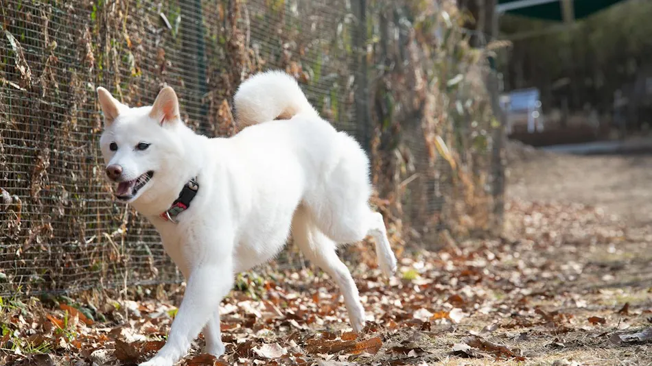 Hanare no Yado Hanagokoro