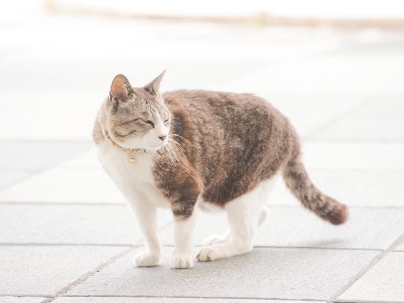 Hotel Kucing Hiroshi