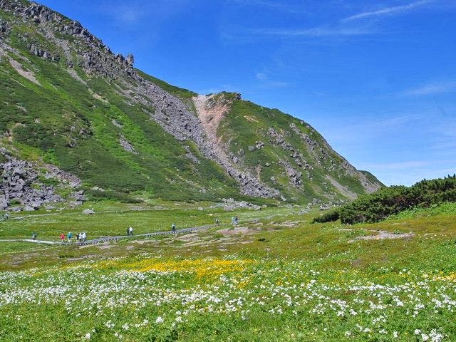 ขุมทรัพย์พืชอัลไพน์ - ทุ่งดอกไม้ทาทามิไดระ