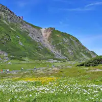 ขุมทรัพย์พืชอัลไพน์ - ทุ่งดอกไม้ทาทามิไดระ