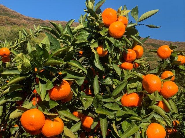 แบรนด์ซาคาเดะ 'ส้มโอบาระเบนิวาเสะ'