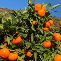 แบรนด์ซาคาเดะ 'ส้มโอบาระเบนิวาเสะ'