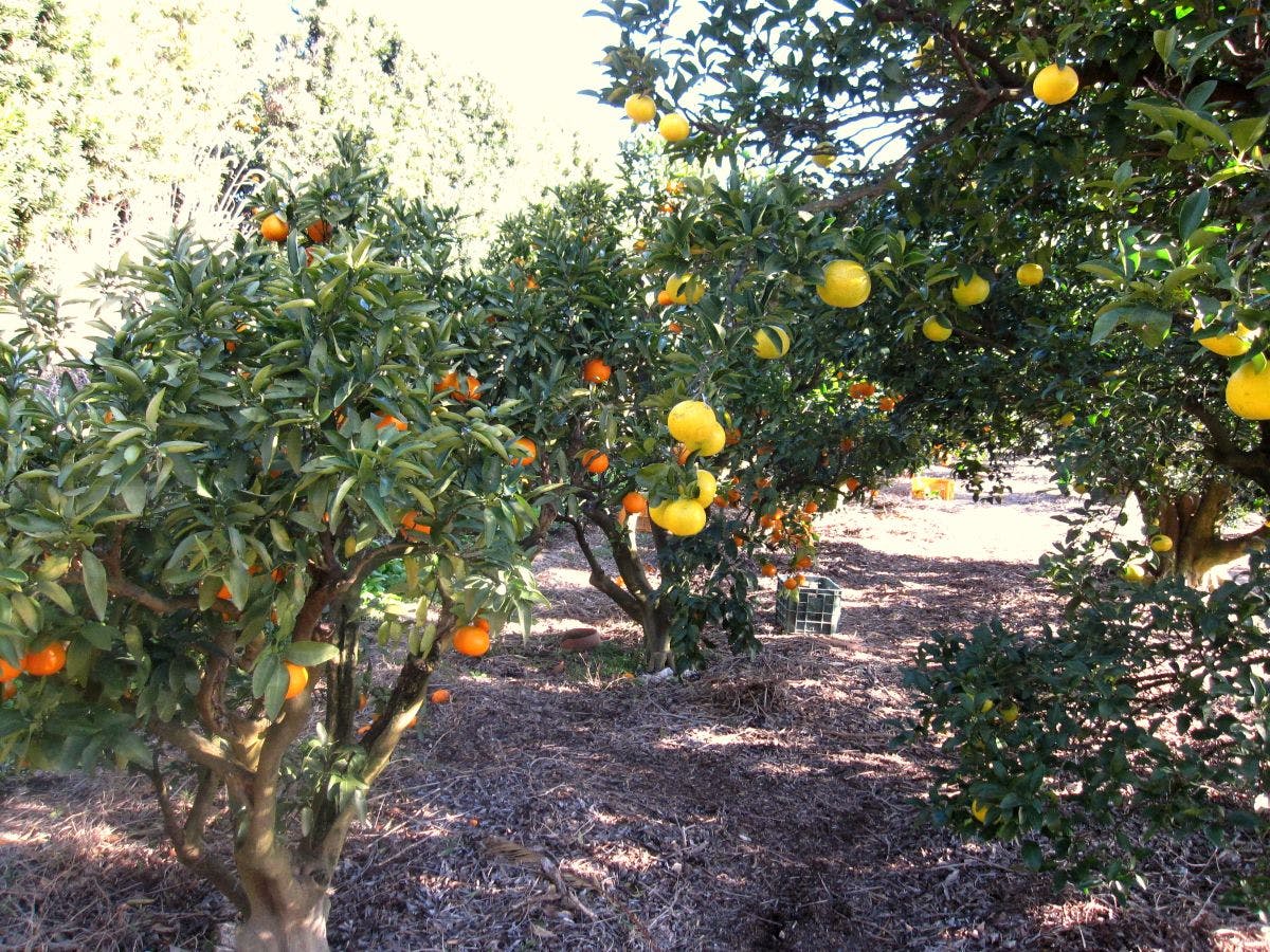 สวนฮิโนะกุจิ (นาราโมโตะ) ประสบการณ์เก็บส้ม