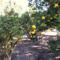 สวนฮิโนะกุจิ (นาราโมโตะ) ประสบการณ์เก็บส้ม