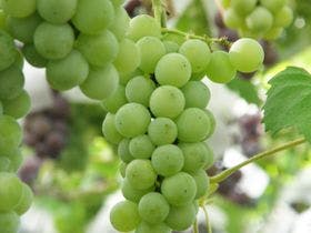  かみのやま温泉 仙渓園 月岡ホテル