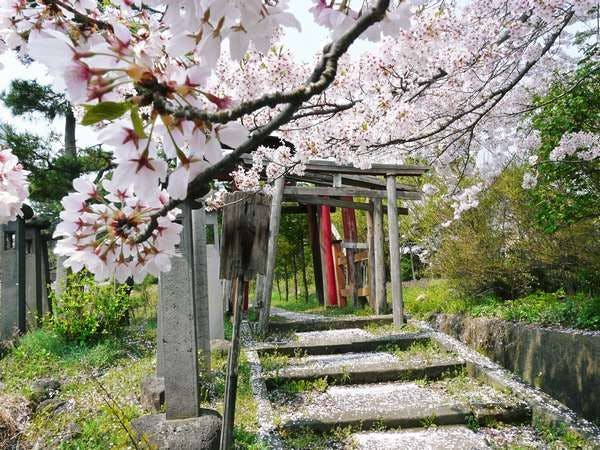 ซากุระที่คุริคาวะ อินาริ