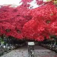 Kuil Daisen semasa musim luruh