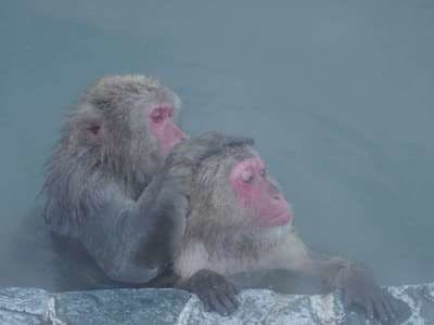 สวนลิงหิมะจิโกคุดานิ