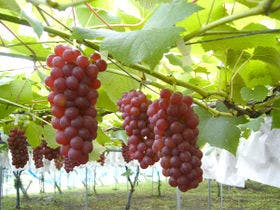 赤目温泉山の湯 湯元 赤目 山水園
