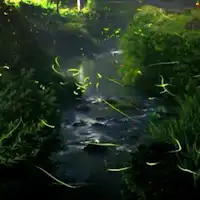 야메시 구로기마치 '타시로 지역'의 반딧불이