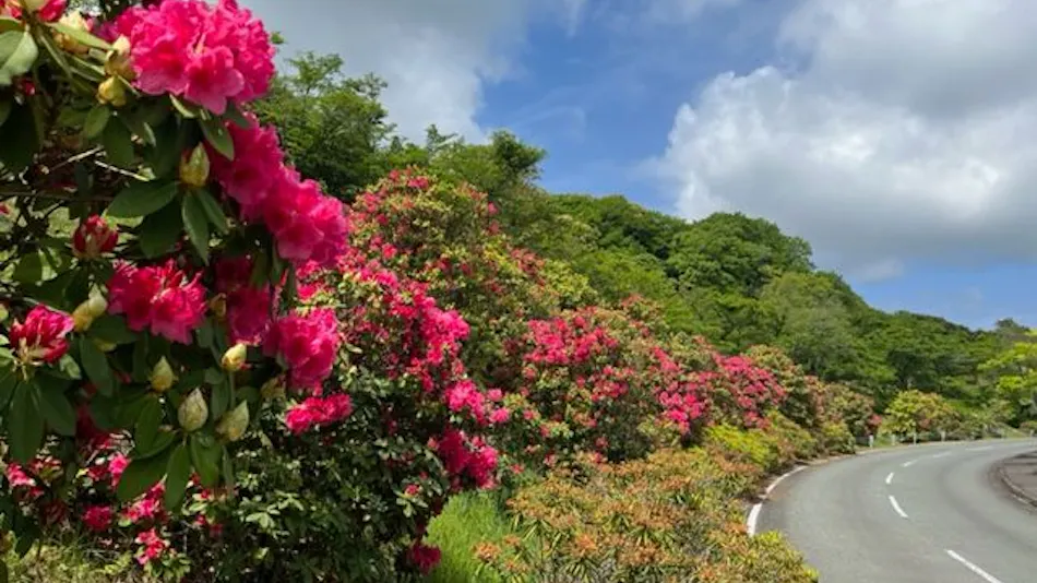 Relaxation Forest Greenpia Yame